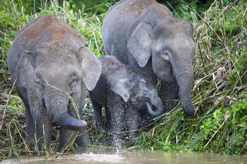 Pygmy elephants on the Kinabatangan River, Sabah.jpg